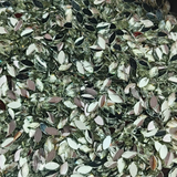 eye shape silver stone